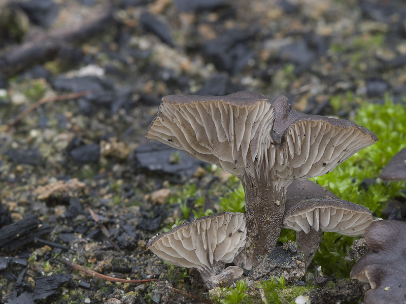 Tephrocybe anthracophila